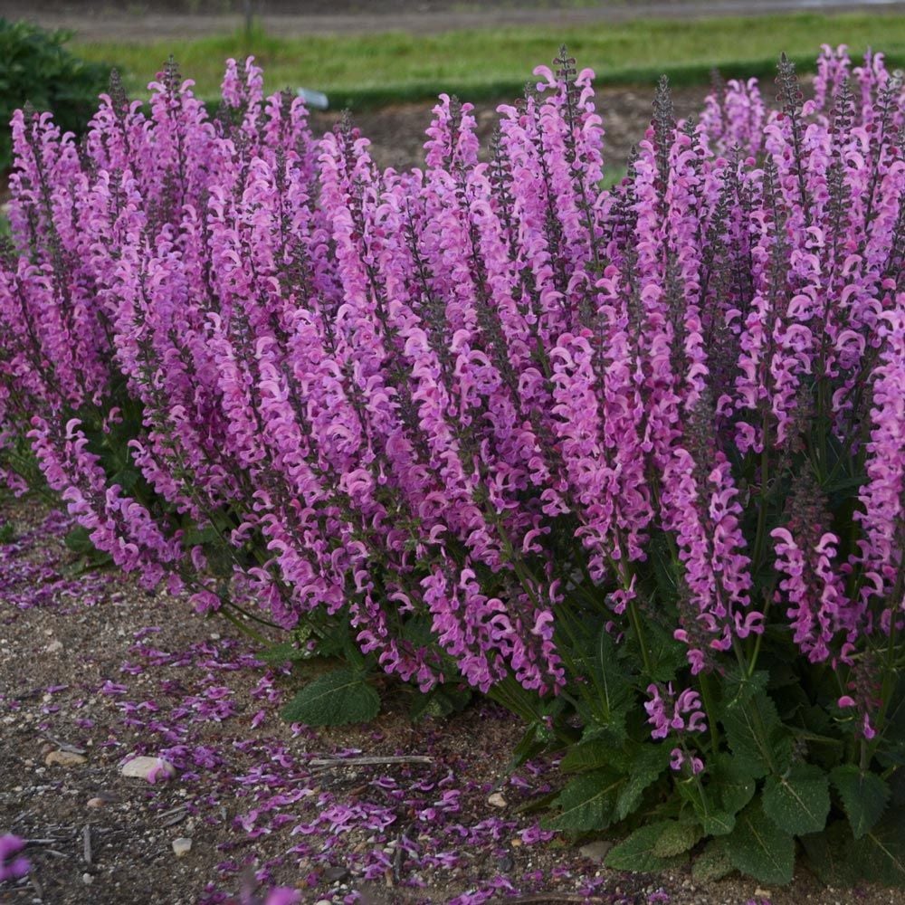 Salvia pratensis Fashionista® 'Moulin Rouge'