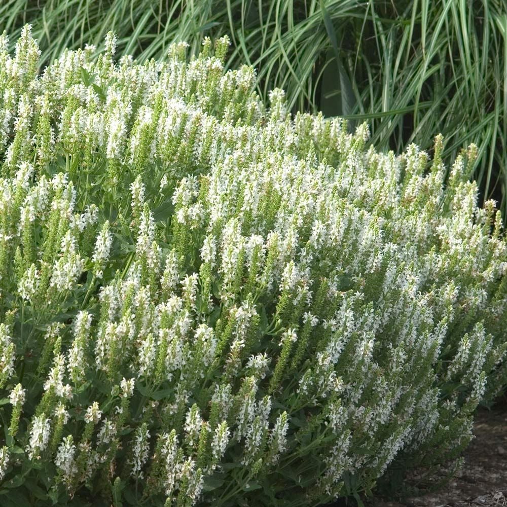 Salvia x sylvestris 'Snow Hill'