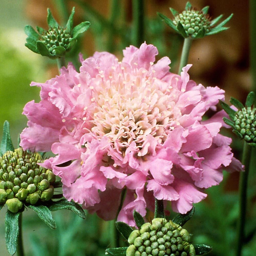 Scabiosa 'Pink Mist'