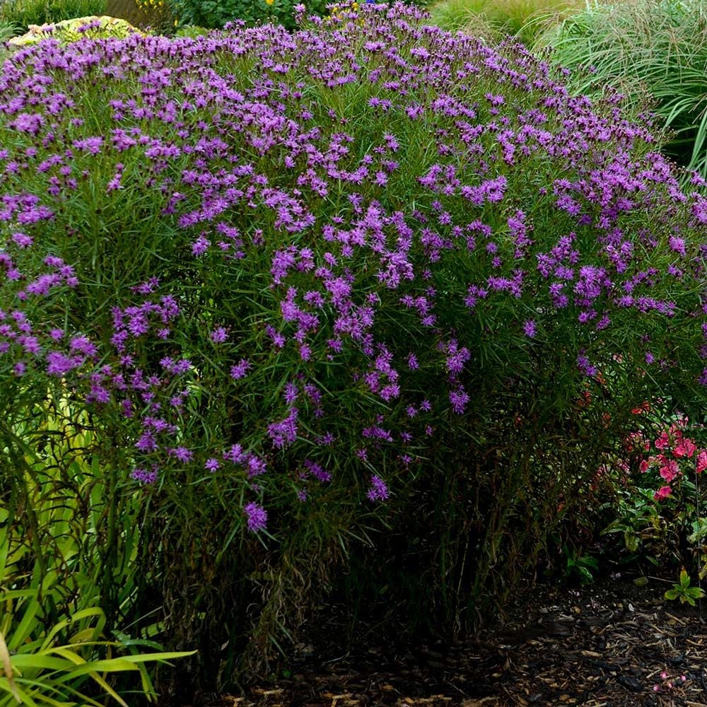 Vernonia 'Southern Cross'