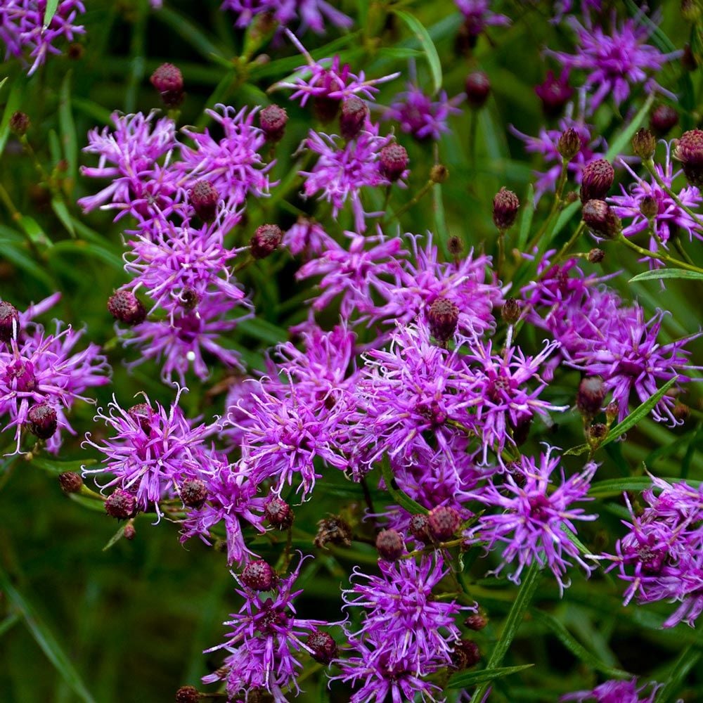 Vernonia 'Southern Cross' White Flower Farm