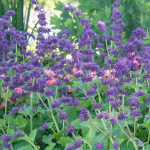  Salvia verticillata 'Purple Rain'