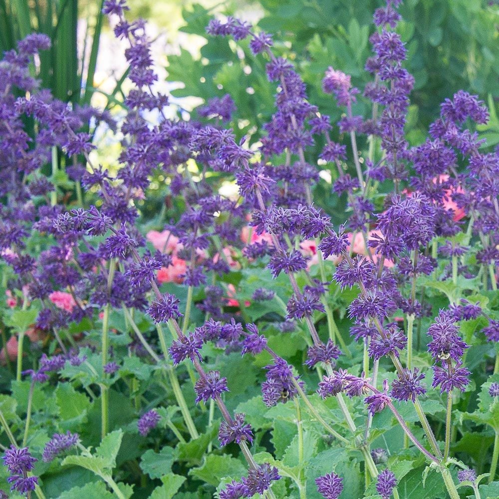 Salvia verticillata 'Purple Rain'