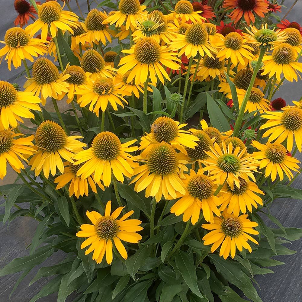 Echinacea Kismet® Yellow