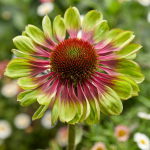  Echinacea purpurea 'Green Twister'