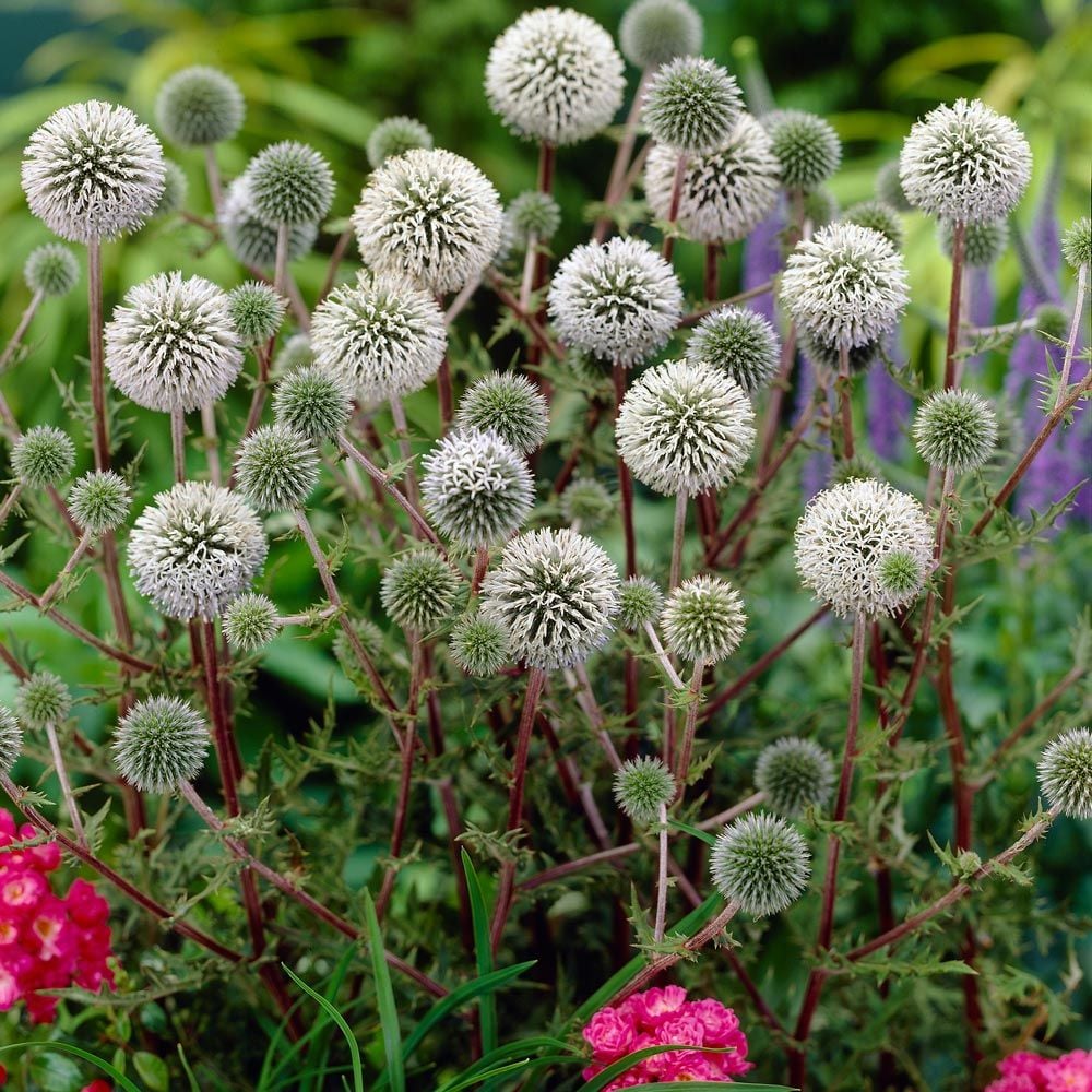 Echinops sphaerocephalus | White Flower