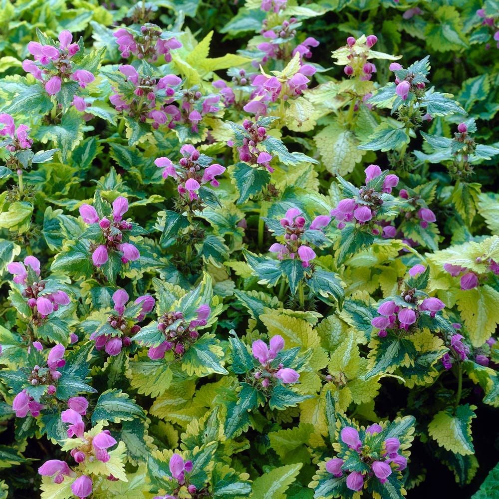 Lamium maculatum 'Anne Greenaway'