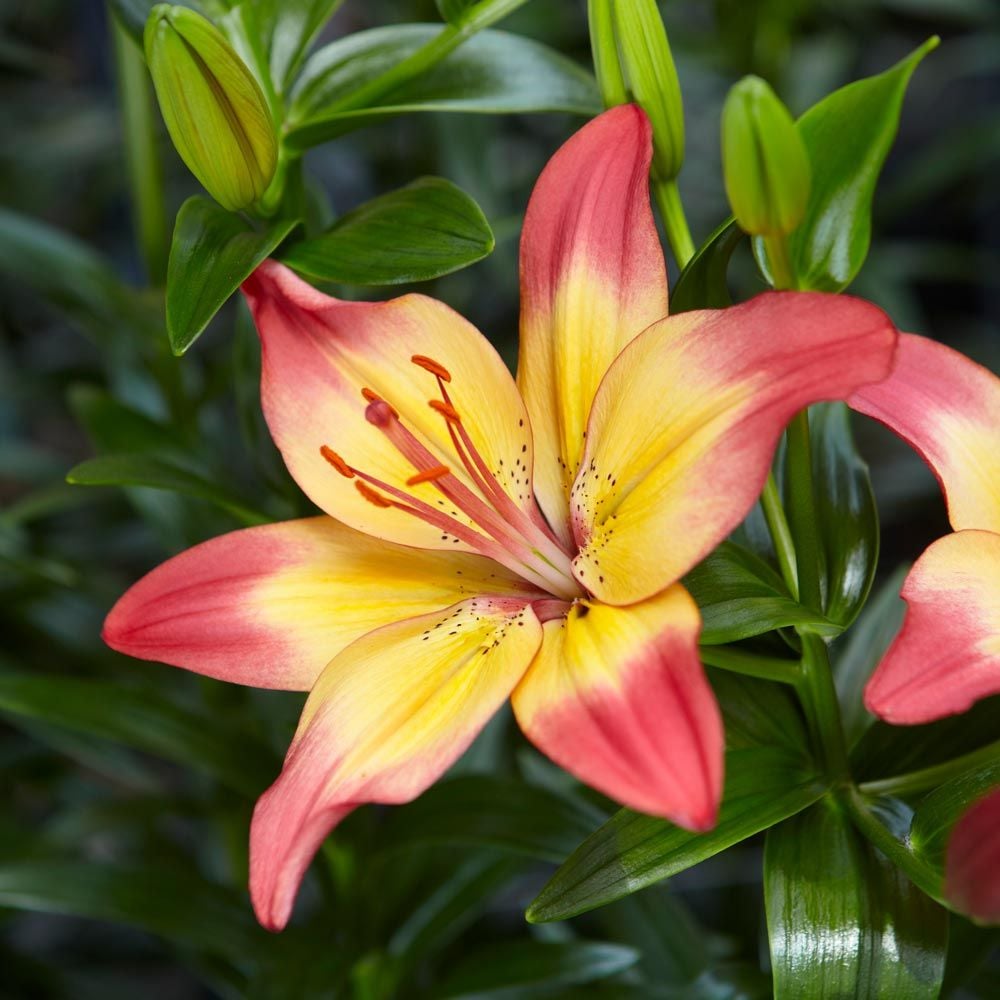 Lilium 'Heartstrings'