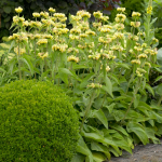  Phlomis russeliana