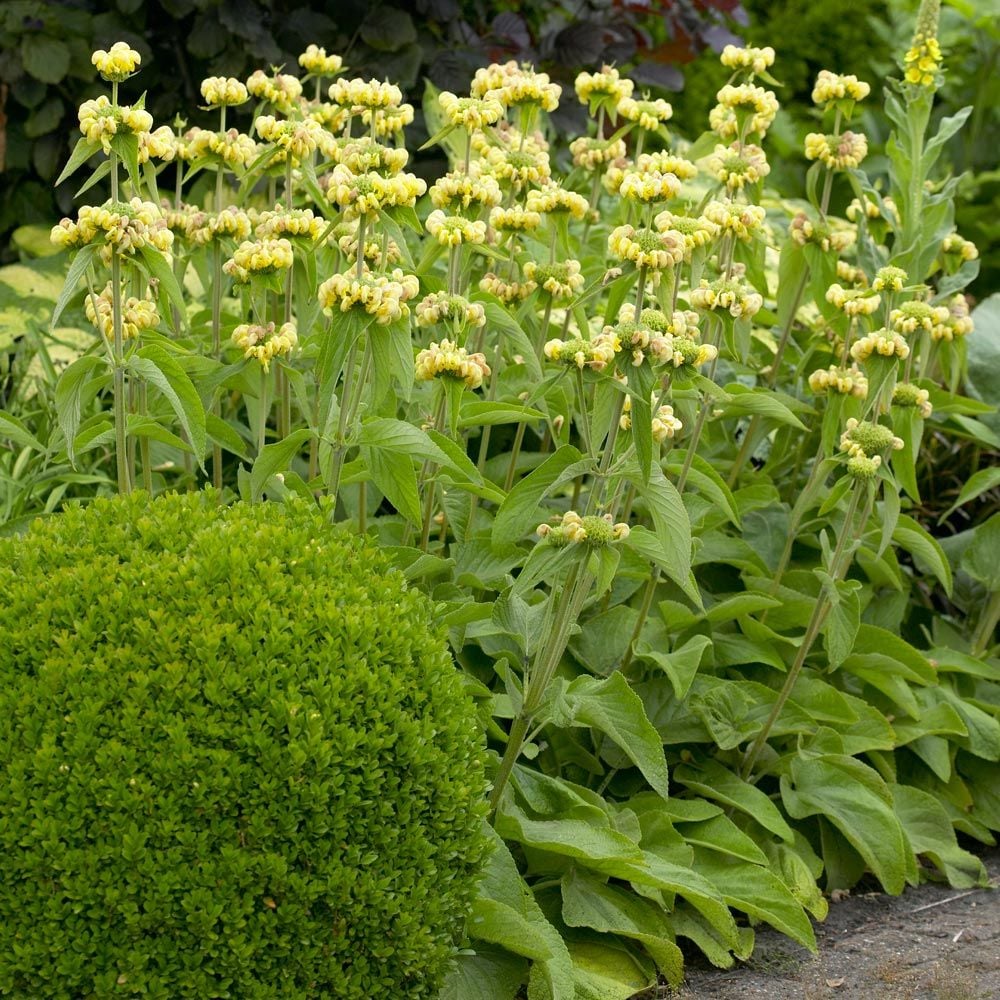 Phlomis russeliana