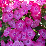  Phlox paniculata Garden Girls® 'Glamour Girl'