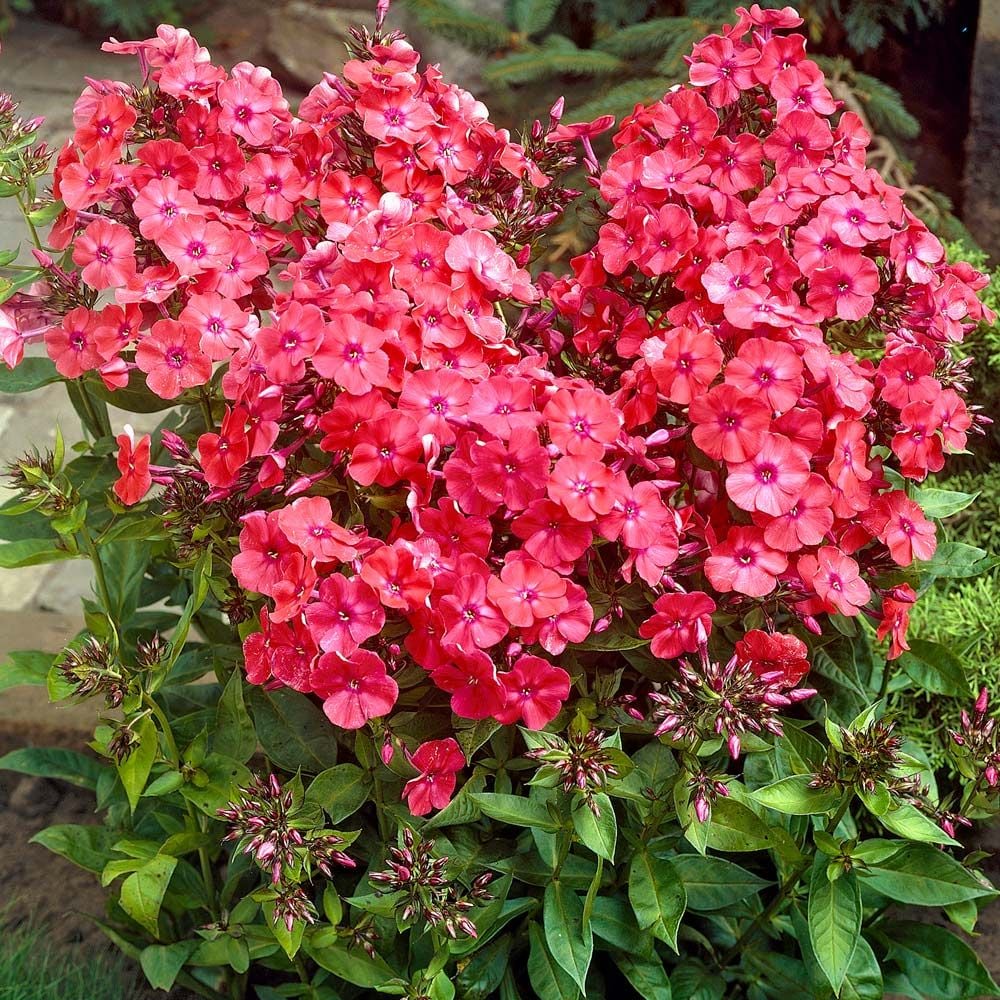 Phlox paniculata 'Orange Perfection'