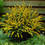  Solidago sphacelata 'Golden Fleece'