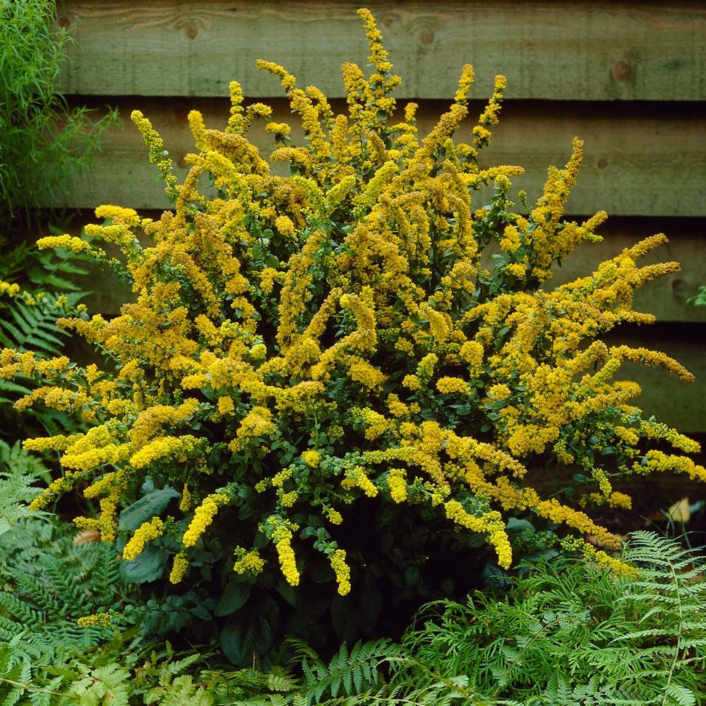 Solidago sphacelata 'Golden Fleece'