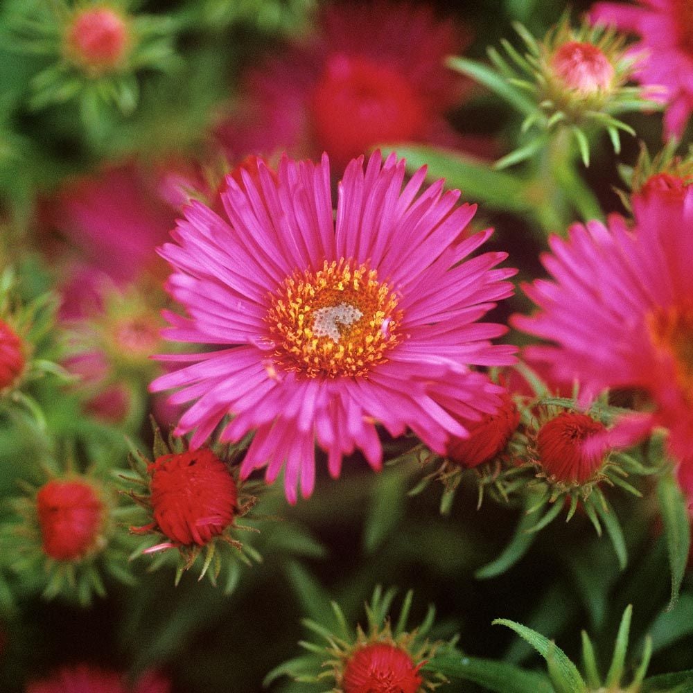 Symphyotrichum novae-angliae 'Alma Potschke'