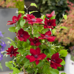  Clematis Nubia™ Boulevard®