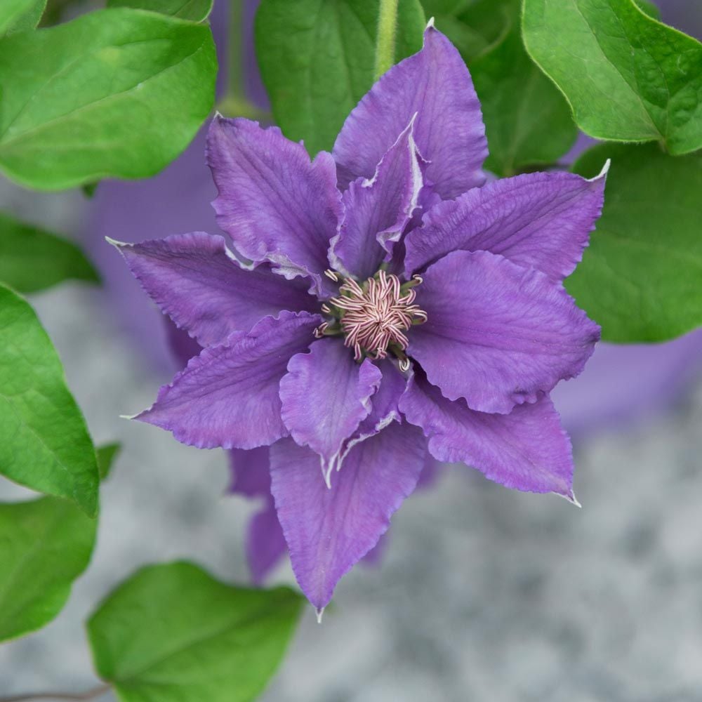 Clematis Bijou™ Tudor Patio®