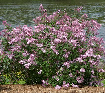 Syringa perfume on sale
