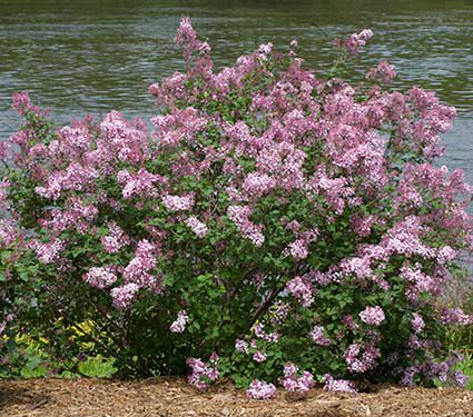 Syringa Bloomerang® Pink Perfume