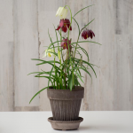  Fritillaria Bulb Collection in Parisian Pot and saucer