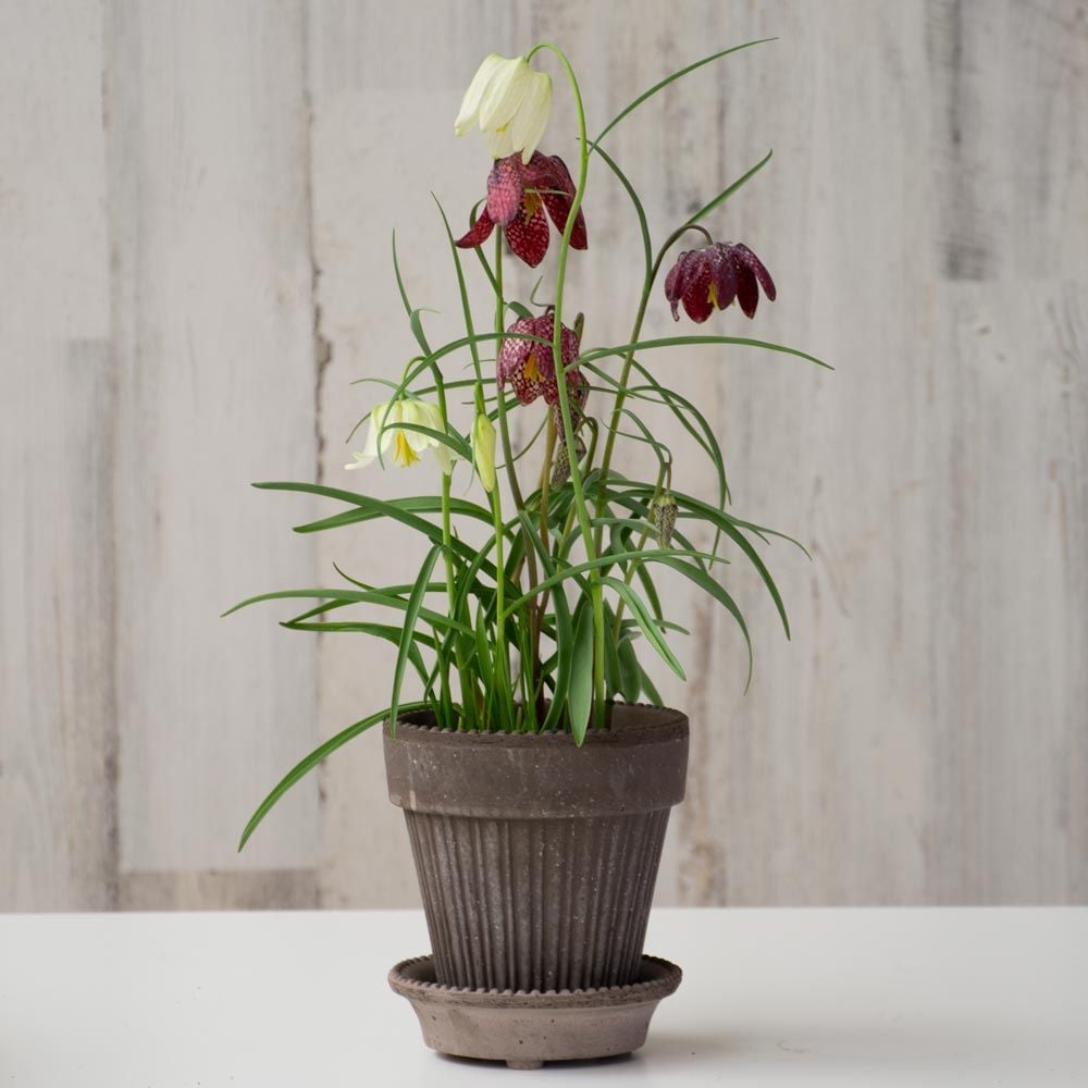 Fritillaria Bulb Collection in Parisian Pot and saucer