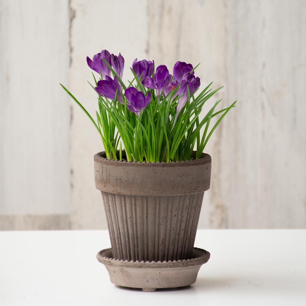 Crocus 'Ruby Giant' Bulb Garden in Parisian Pot and saucer