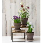  Trio of Woodland Wonders Bulb Collection, 3 Gray Parisian Pots and Saucers