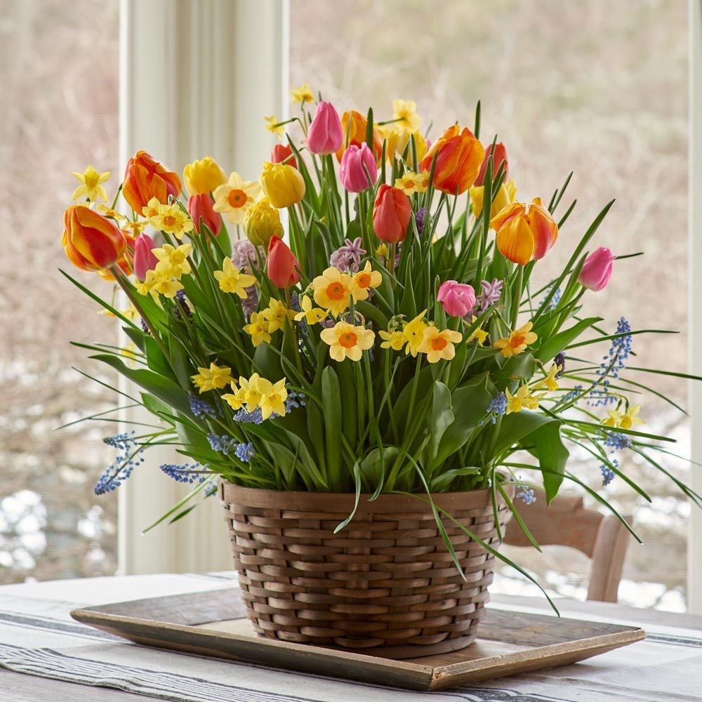 Spring Fling Bulb Collection