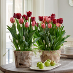  Velvet Magic Bulb Garden