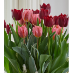  Velvet Magic Bulb Collection