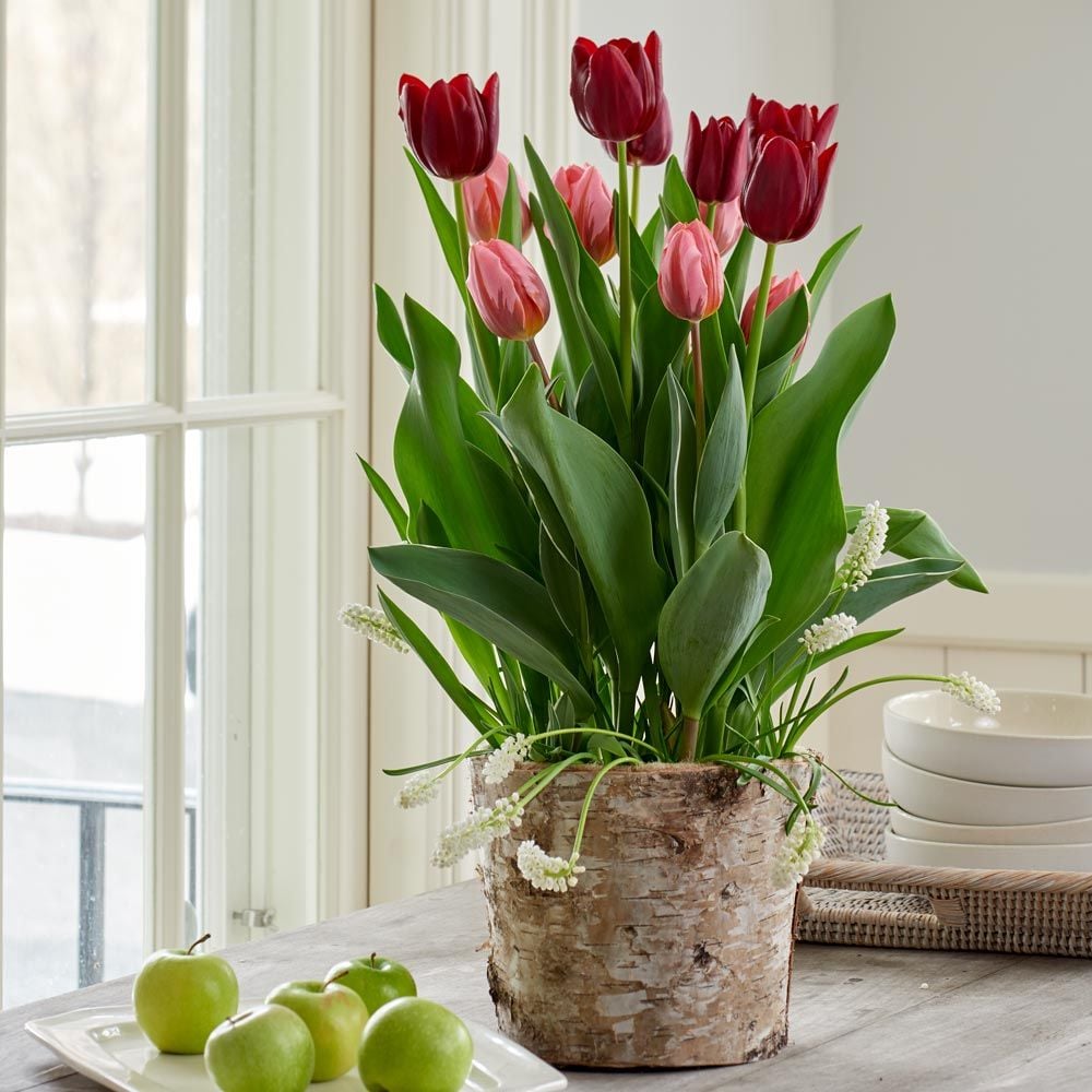 Velvet Magic Bulb Garden