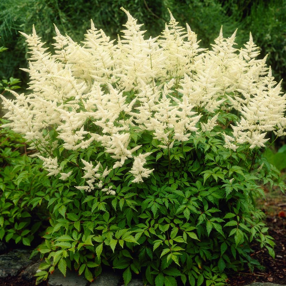 Astilbe X Arendsii White Gloria White Flower Farm