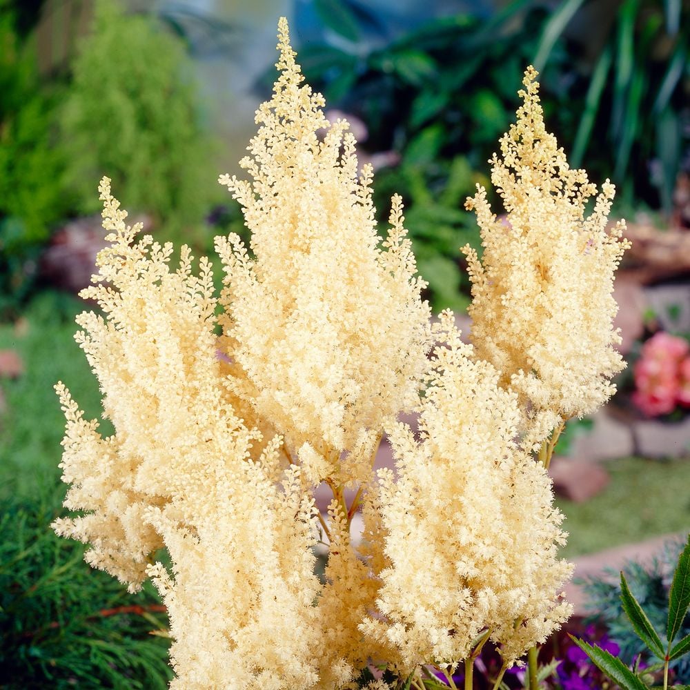 Astilbe x arendsii 'White Gloria' White Flower Farm