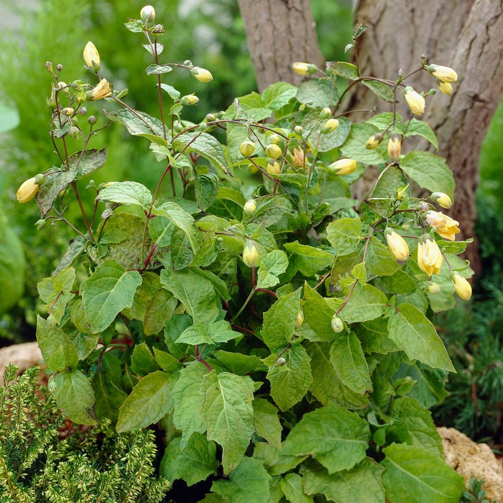 Kirengeshoma palmata