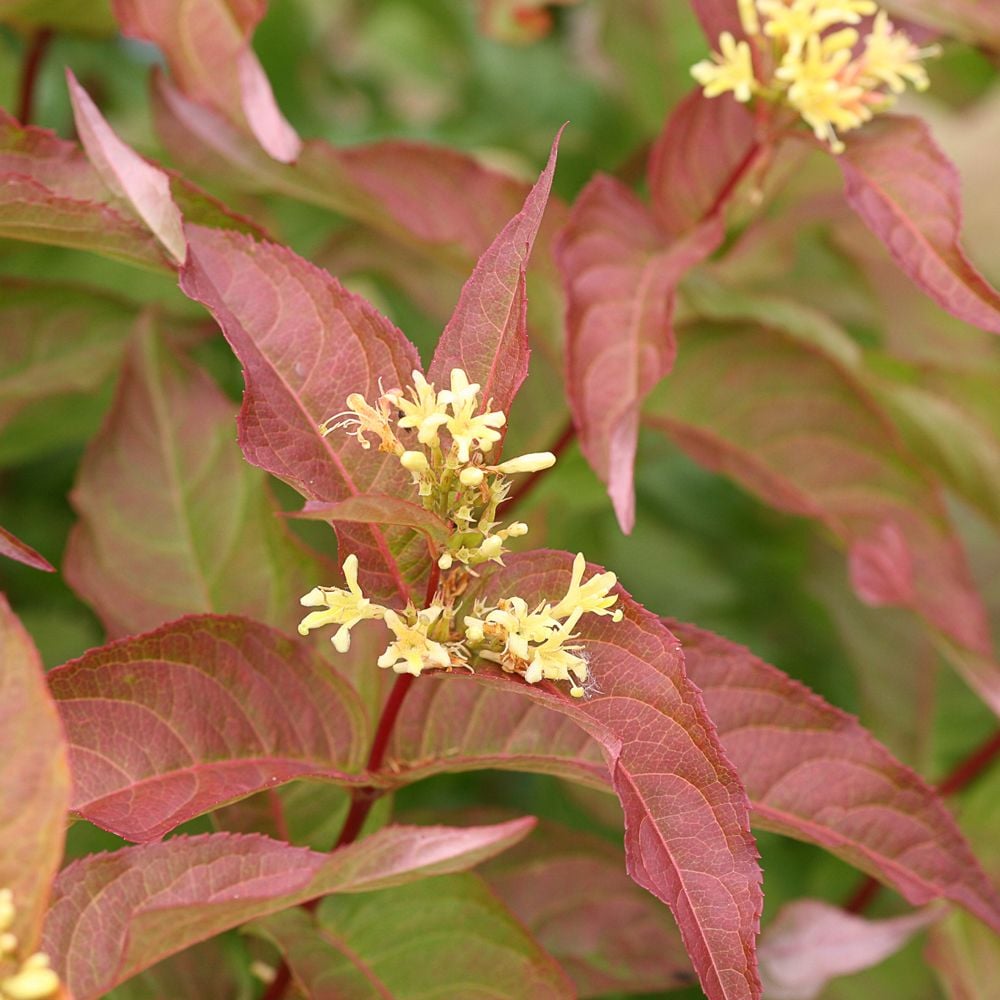 Diervilla Kodiak® Orange White Flower Farm