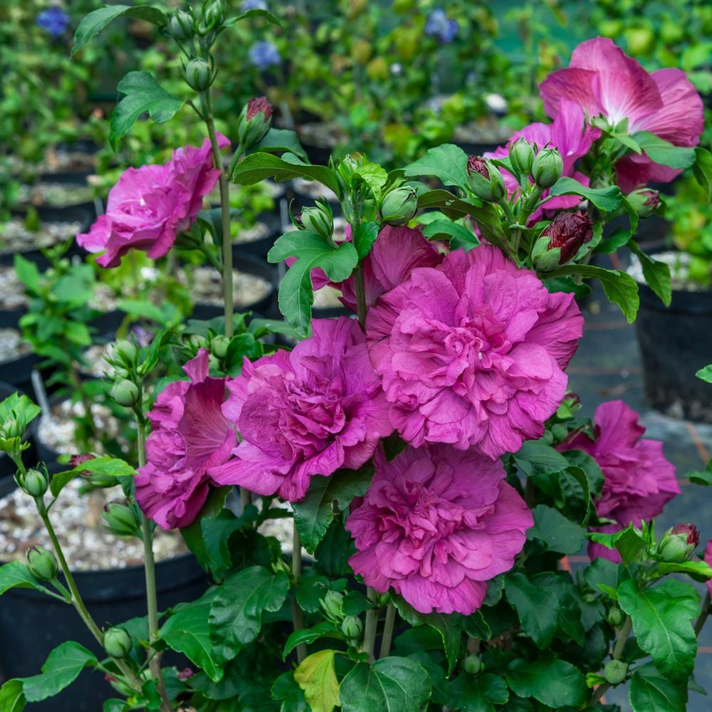 Hibiscus syriacus Magenta Chiffon®