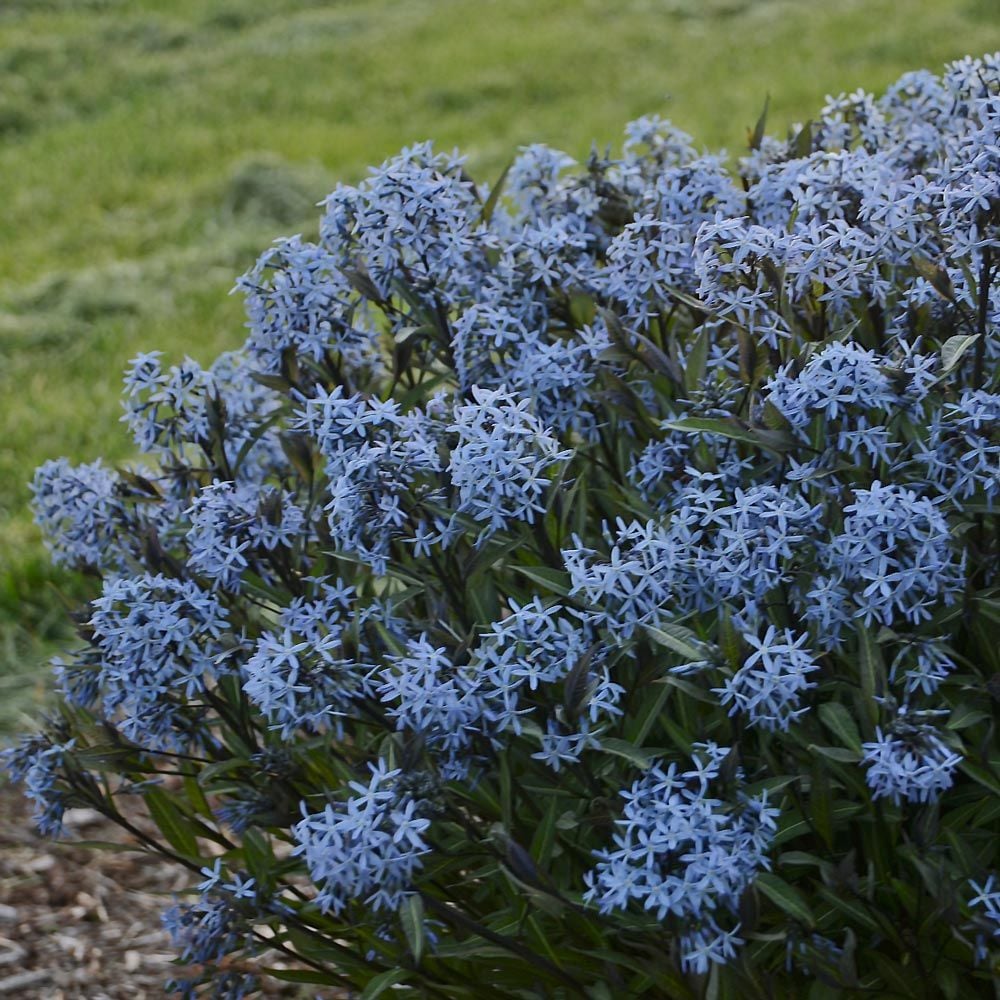 Amsonia tabernaemontana var. salicifolia