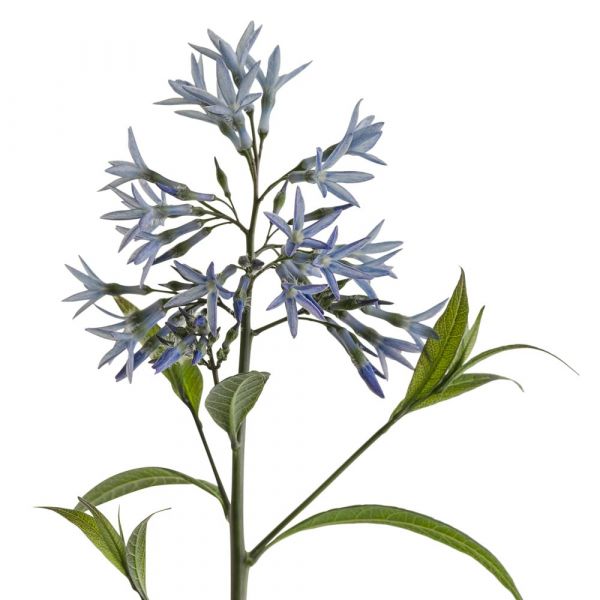 Amsonia tabernaemontana var. salicifolia White Flower Farm