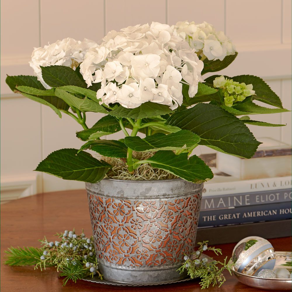 White Hydrangea in metal cachepot