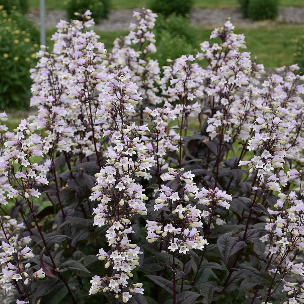 Penstemon 'Onyx and Pearls'