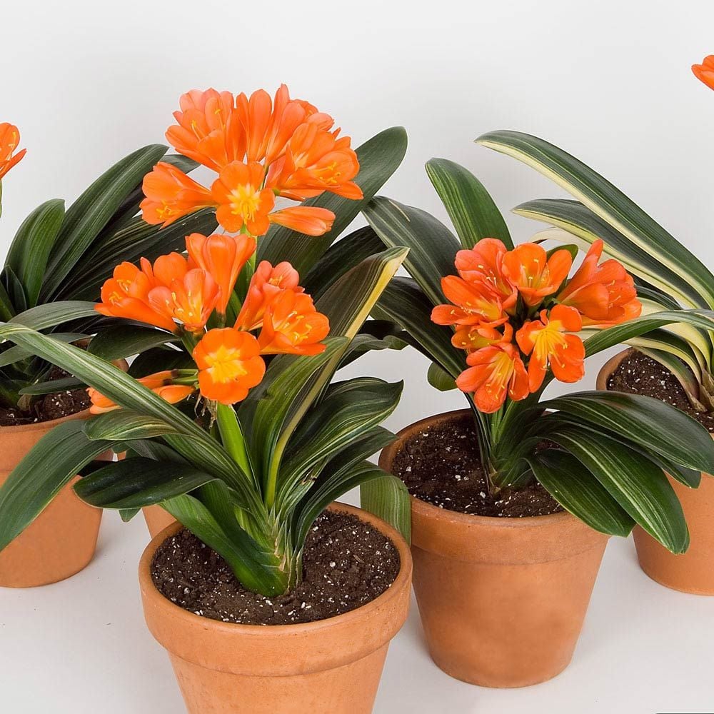 Clivia miniata 'Variegata' in terracotta pot with saucer