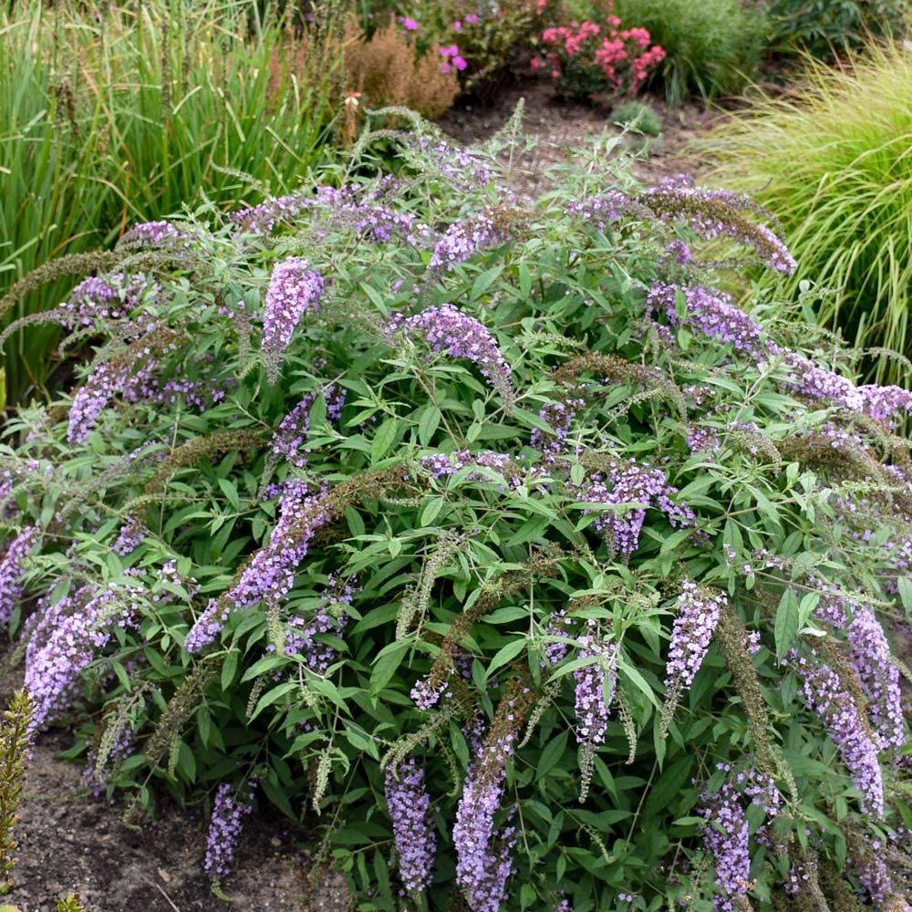 Buddleia 'Lavender Cascade' - 1 gallon pot