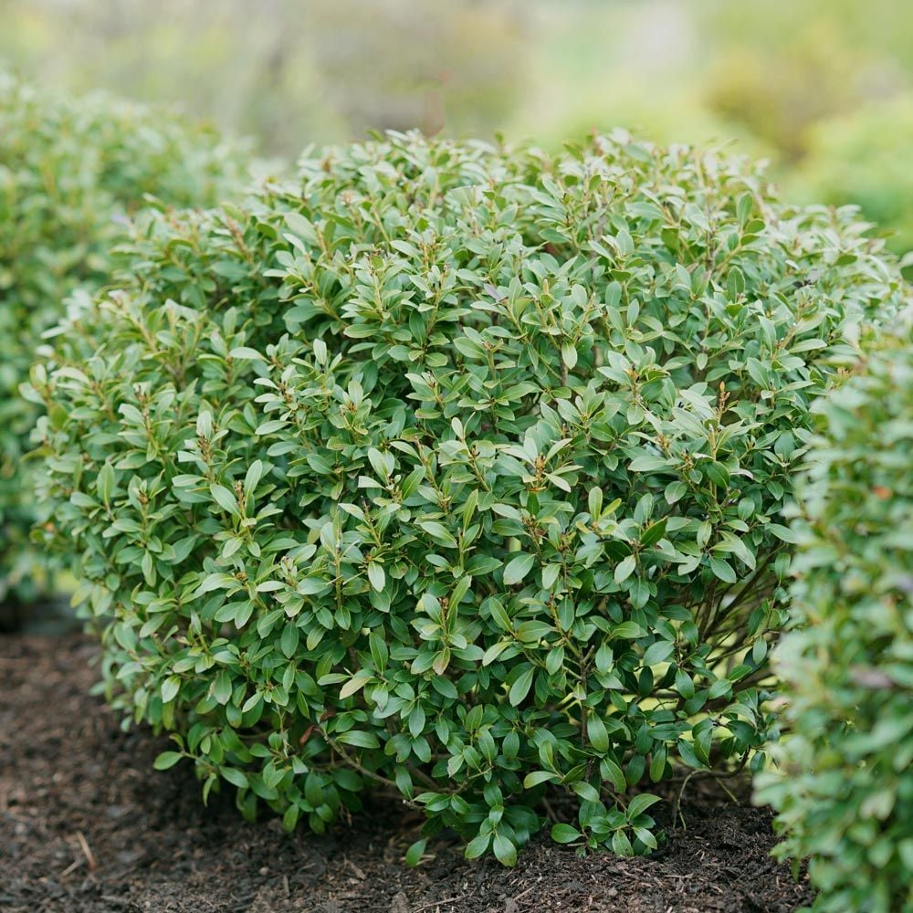 Ilex glabra Strongbox®