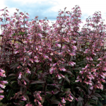  Penstemon 'Dark Towers'