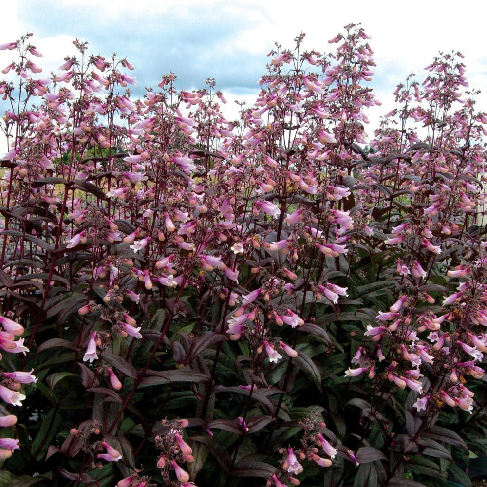 Penstemon 'Dark Towers'