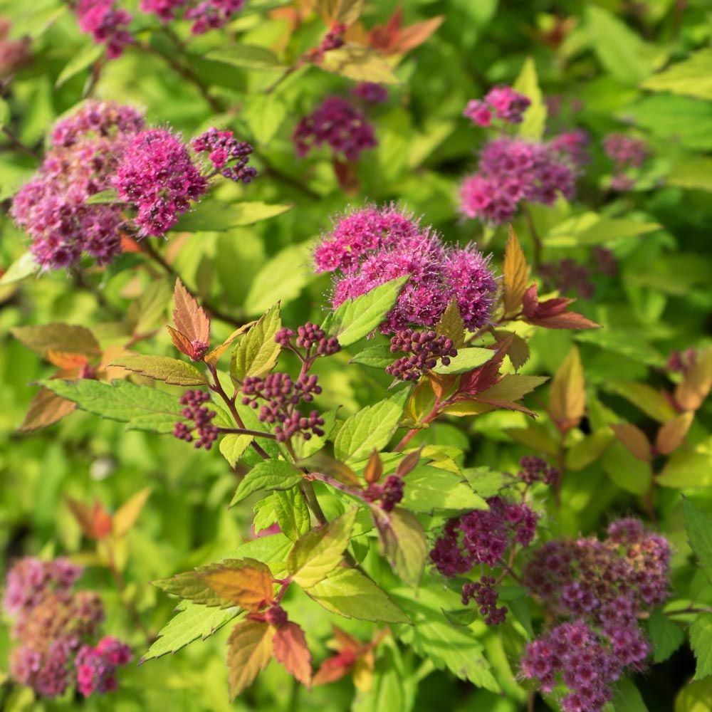 Spiraea Rainbow Fizz™ | White Flower Farm