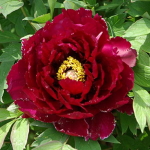  Paeonia suffruticosa 'Shikounishiki' - Tree Peony