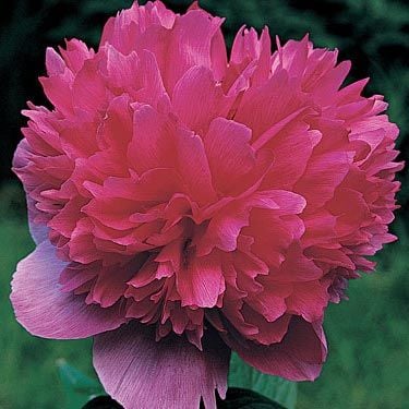 Peony officinalis 'Rosea Plena'