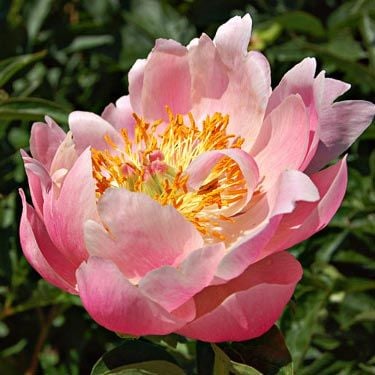 Peony 'Abalone Pearl'