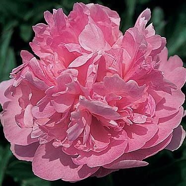 Peony 'Susie Q'